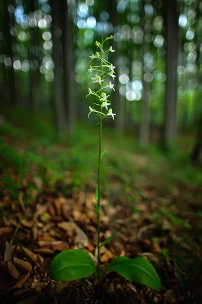 Wild orchid i skogen — Stockfoto