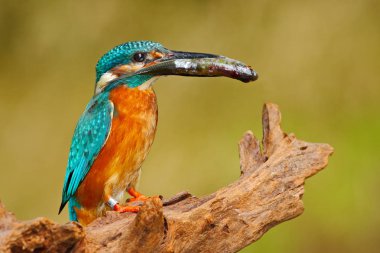 Balık ile ortak kingfisher