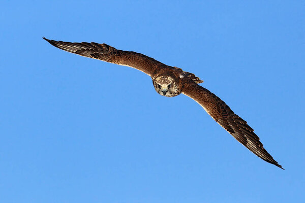 Grey owl bird in fly