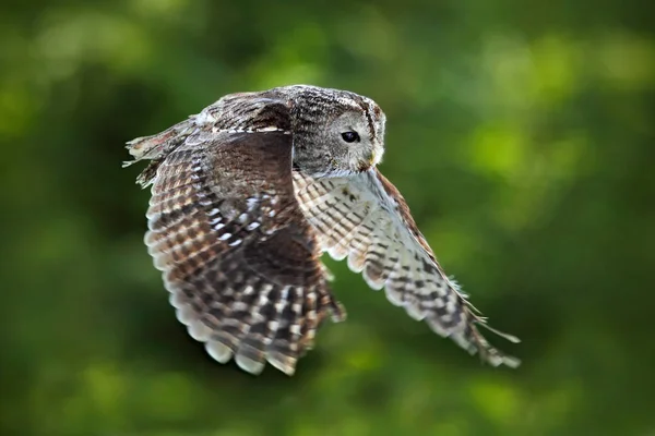 Grey owl bird in fly — Stock Photo, Image