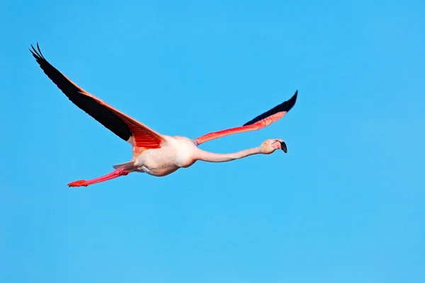 Pájaro flamenco rosado en mosca — Foto de Stock