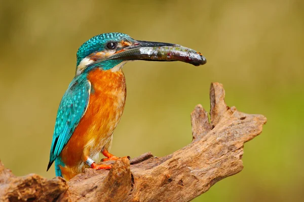 Balık ile ortak kingfisher — Stok fotoğraf