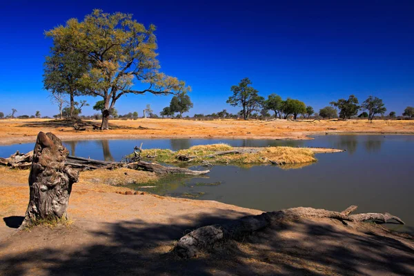 Ladscape di alberi con stagno — Foto Stock