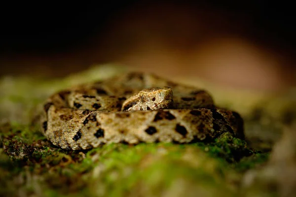 Serpiente venenosa en la naturaleza — Foto de Stock
