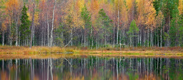 Árboles de otoño en el bosque — Foto de Stock