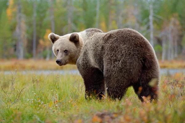 Beruang cokelat besar Stok Gambar
