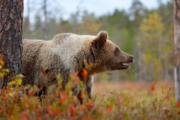 Urso castanho grande — Fotografia de Stock