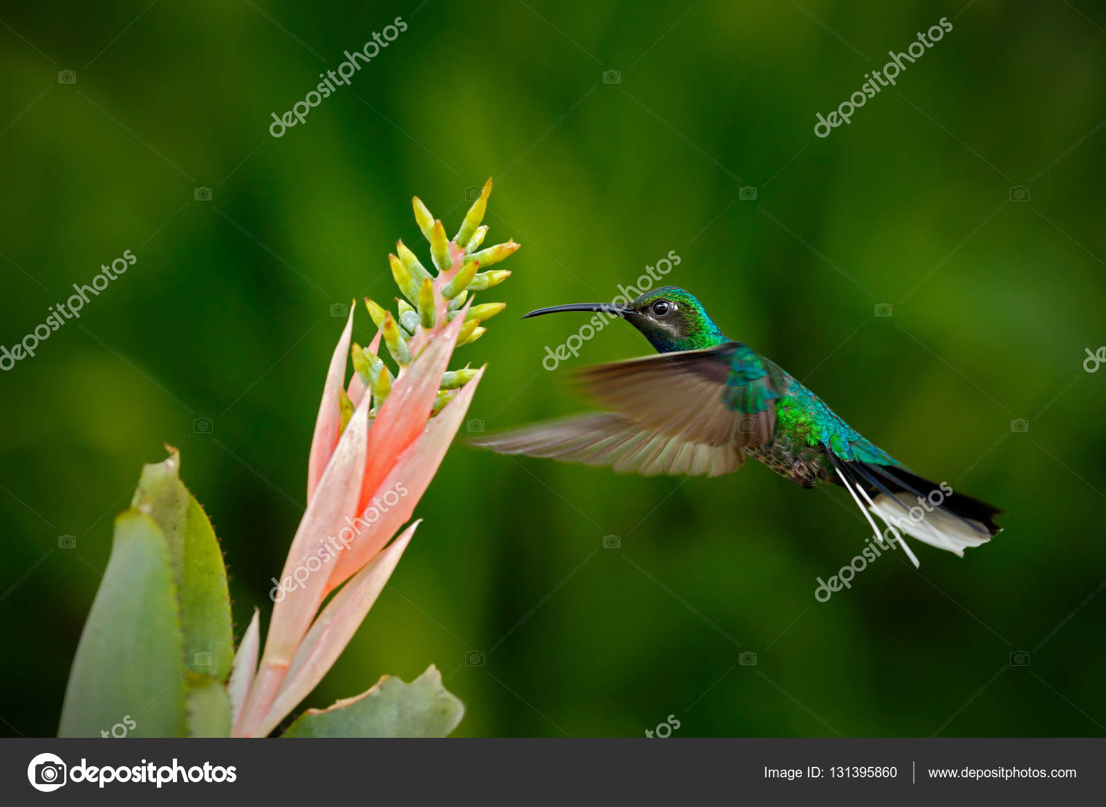 Hummingbird feeding nectar from flower — Stock Photo © OndrejProsicky
