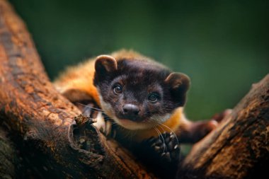 Yellow-throated marten clipart