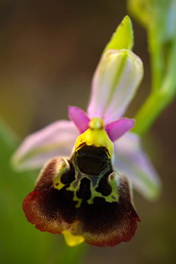 Ophrys insectifera çiçek