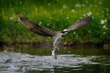 Osprey catching fish clipart