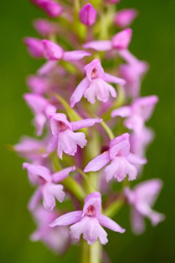 apifera Pembe çiçek