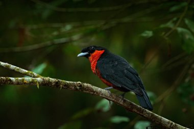 Fruitcrow kuş kırmızı eşsiz