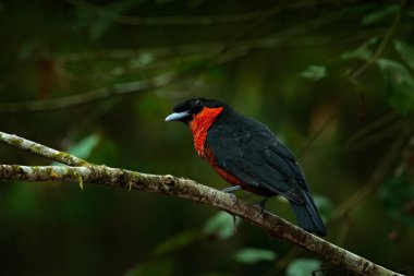 Red-ruffed Fruitcrow bird clipart