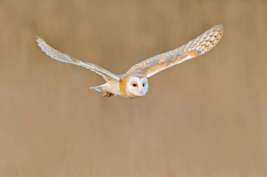 Flying Barn Owl clipart