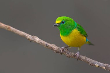doğada güzel Tanager kuş