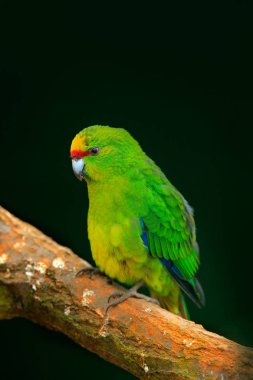green parrot Amazona bird clipart