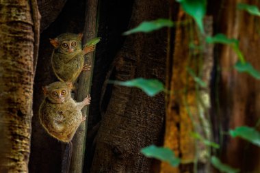 Tarsius spektrum ağaç üzerinde