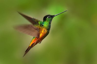 beautiful Flying hummingbird clipart