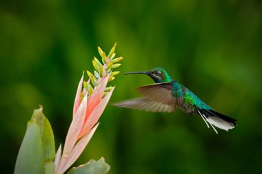hummingbird feeding nectar from flower clipart