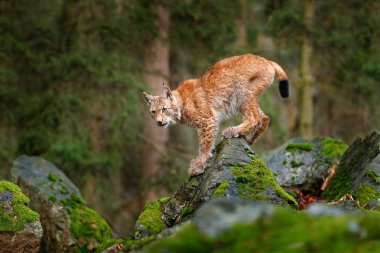cat Lynx in forest clipart