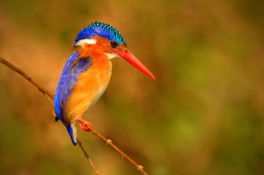 Malakit Kingfisher kuş