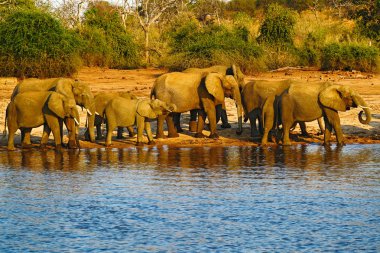 Elephants drinking water clipart