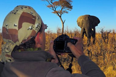 Büyük Afrika Elephan