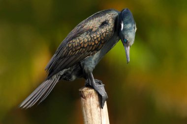 Indian Cormorant bird clipart