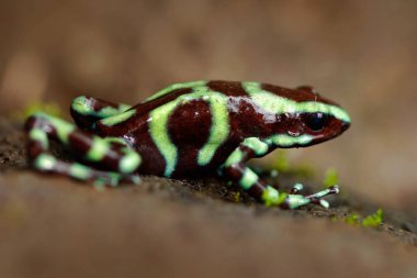 egzotik tropik kurbağa