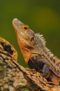 Basiliscus plumifrons doğada