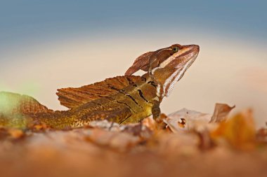 Basiliscus plumifrons doğada