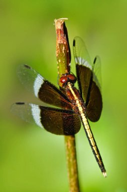 Dragonfly from Sri Lanka clipart