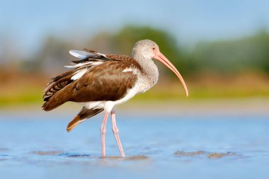 beautiful Ibis bird in nature  clipart