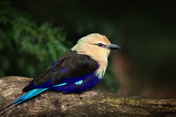 Pássaro-de-barriga-azul — Fotografia de Stock