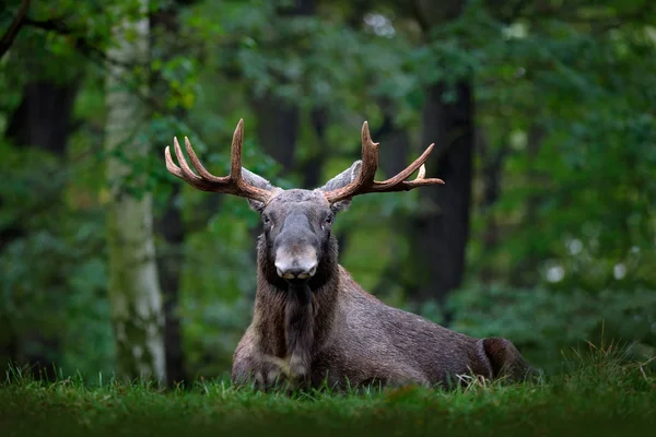 Doğada Avrasya elk — Stok fotoğraf