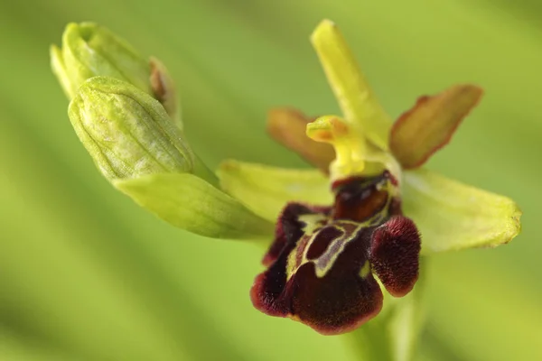 Ophrys insectifera kwiat — Zdjęcie stockowe