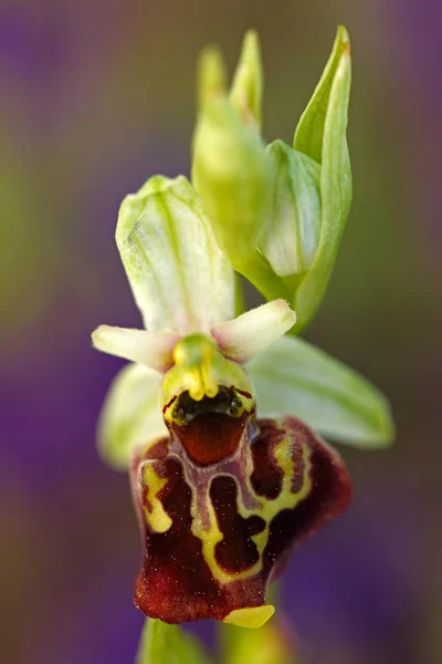 Ophrys insectifera kwiat — Zdjęcie stockowe