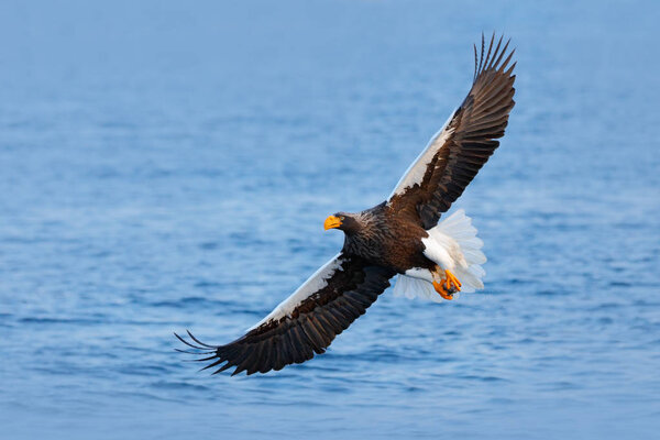 Eagle flying above sea