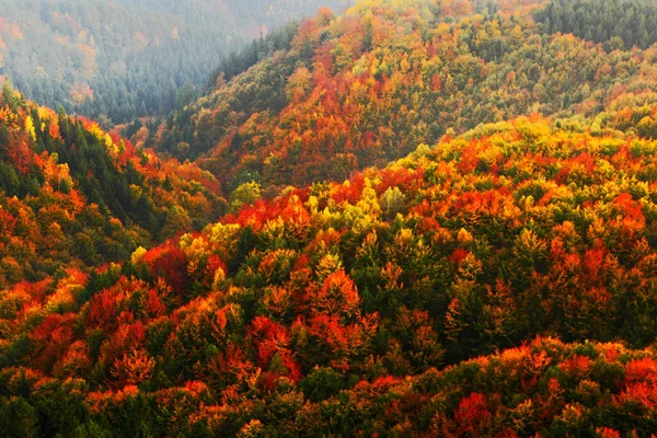 Vacker höstskog — Stockfoto