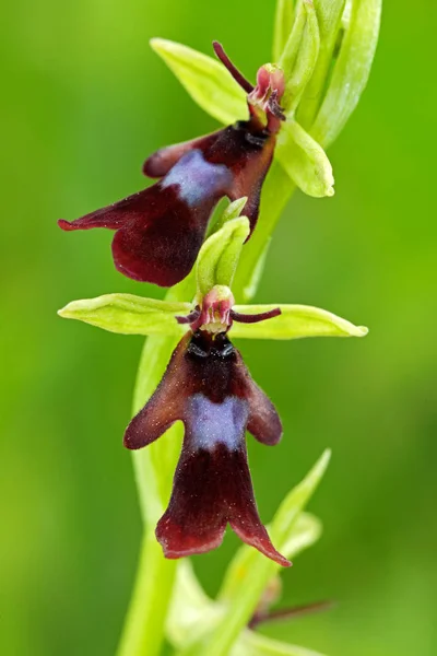 Floraison d'Ophrys insectifera — Photo