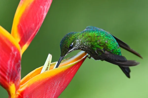 Sinekkuşu nektar besleme — Stok fotoğraf