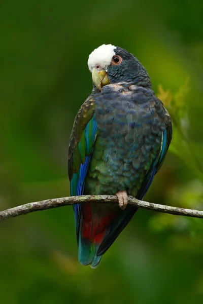 Egzotikus papagáj ül a fa — Stock Fotó