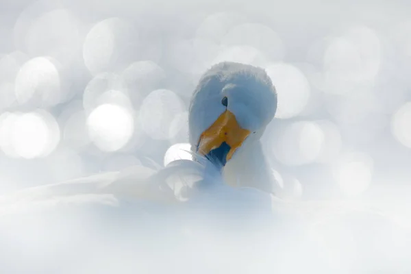 Krásná labuť zpěvná — Stock fotografie