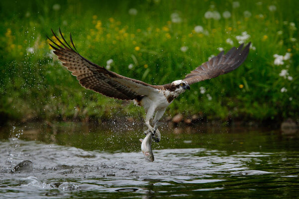 Osprey catching fish