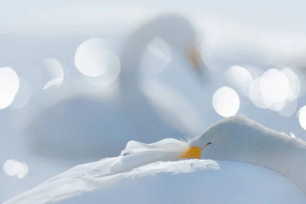 Whooper Cisnes pássaros — Fotografia de Stock