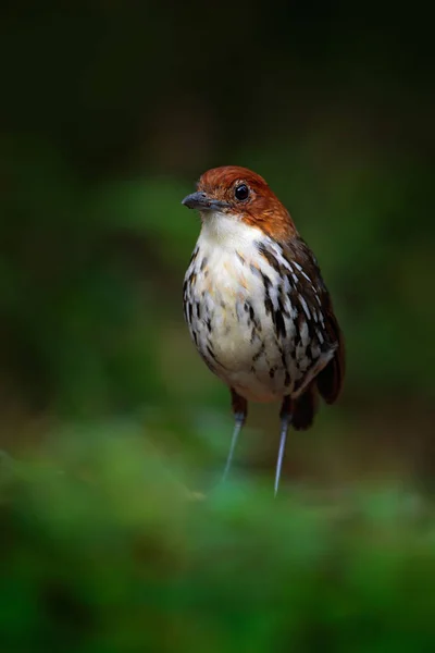 Gyönyörű Birdwatching Kolumbiában — Stock Fotó