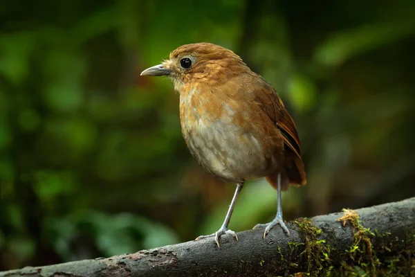 コロンビアの美しい野鳥観察 — ストック写真