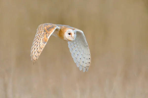 Flying Barn Owl — Stock Photo, Image