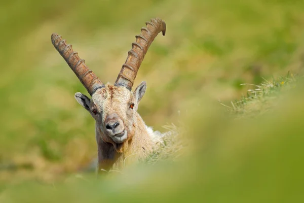 Antler Ibex alpino — Fotografia de Stock